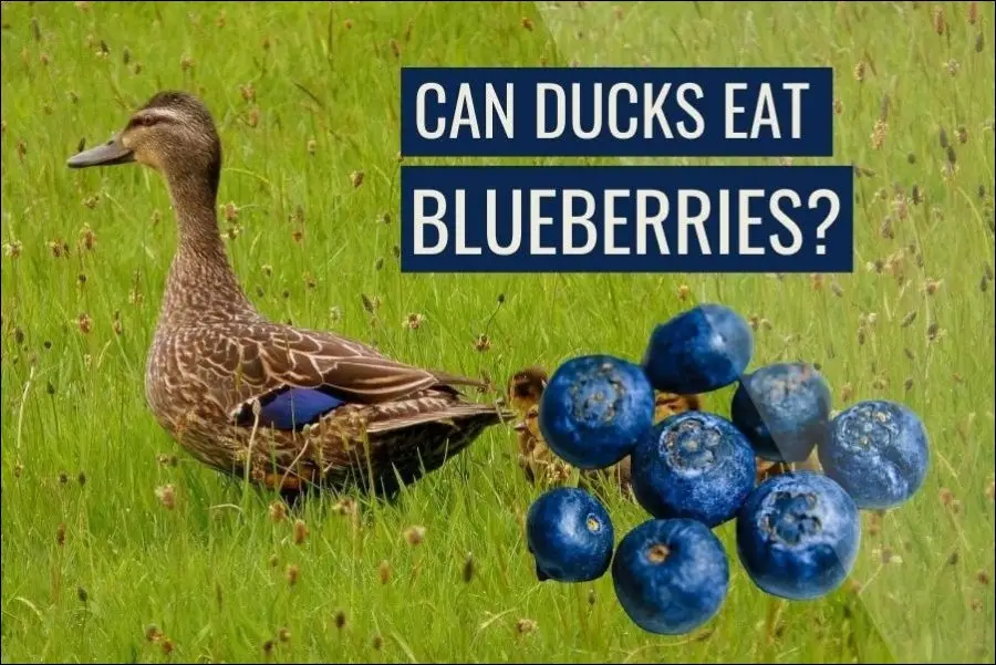 Can Ducks Eat Blueberries? (Answered)