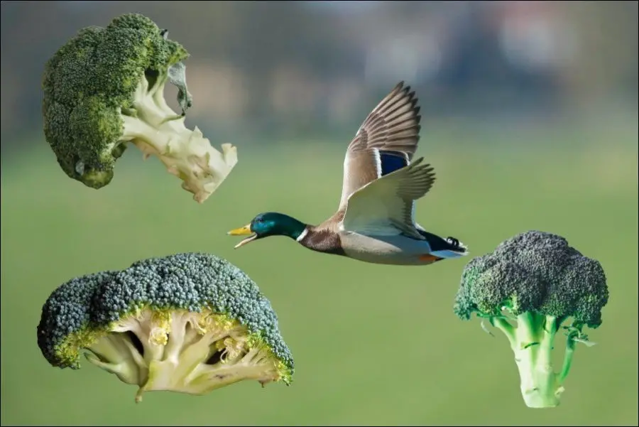 Can Ducks Eat Broccoli?