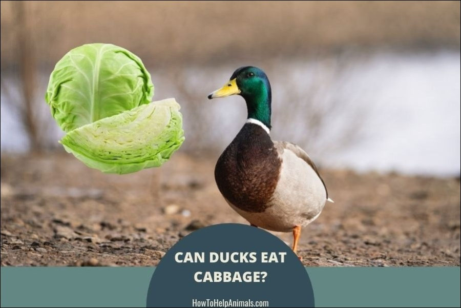 Can ducks eat cabbage?