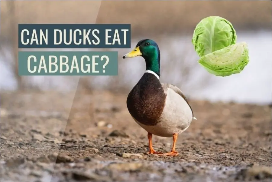 Can Ducks Eat Cabbage?