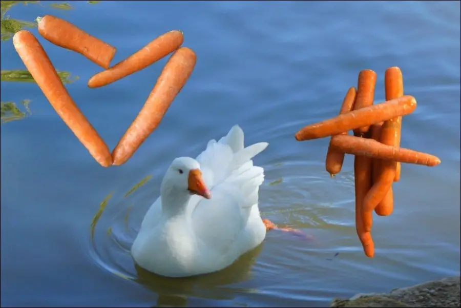 Can Ducks Eat Carrots?