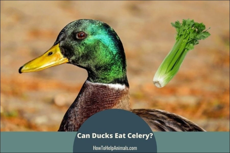 Can Ducks Eat Celery?