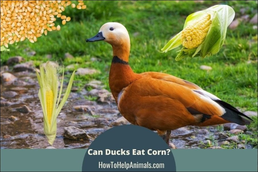 Can Ducks Eat Corn?