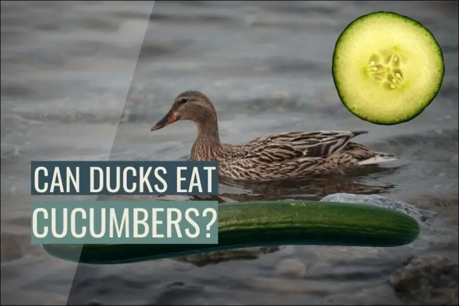 Can Ducks Eat Cucumbers?