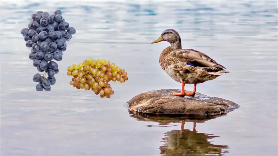 Can Ducks Eat Grapes?