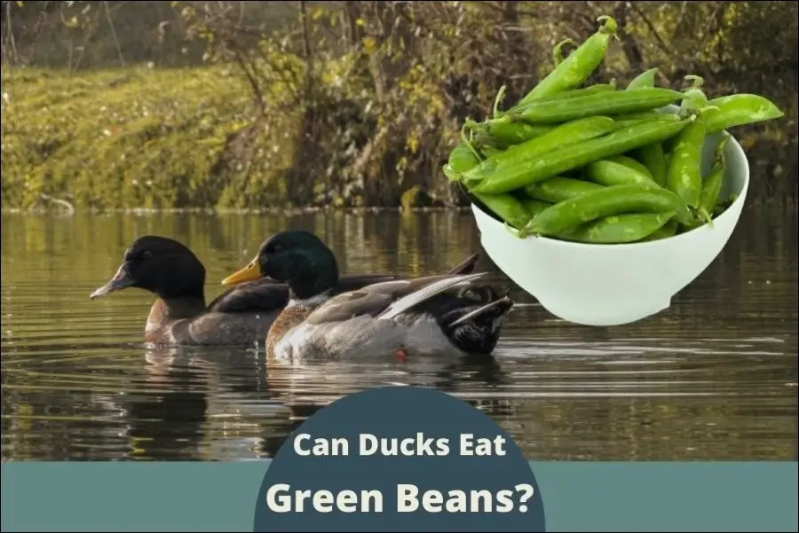 Can ducks eat green beans?
