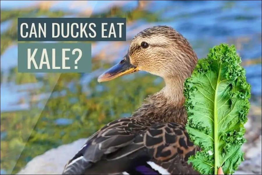 Can Ducks Eat Kale? (Everything To Know)