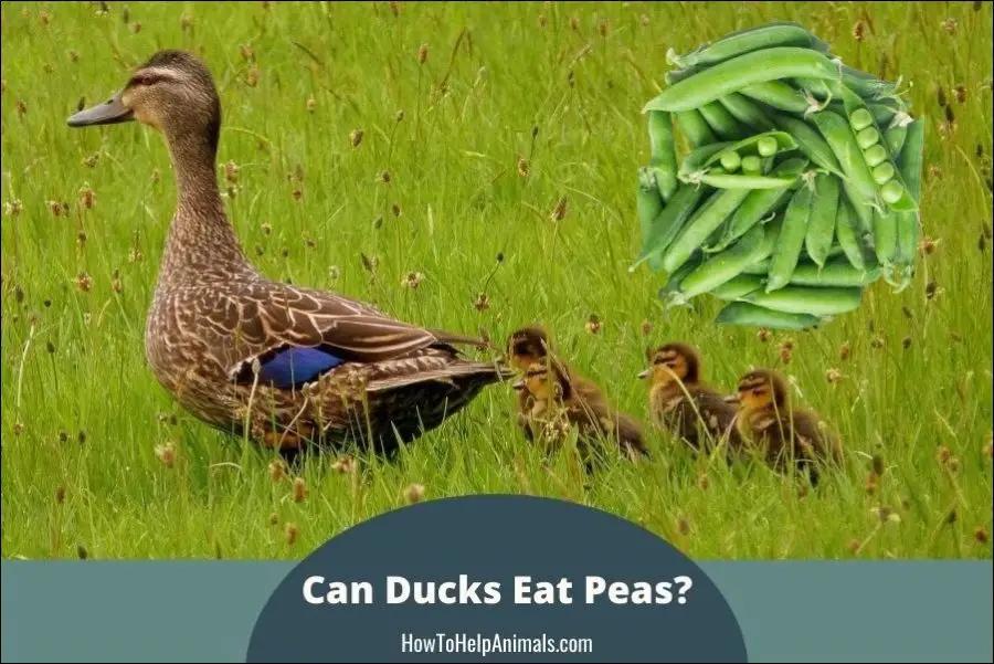 Can Ducks Eat Peas?