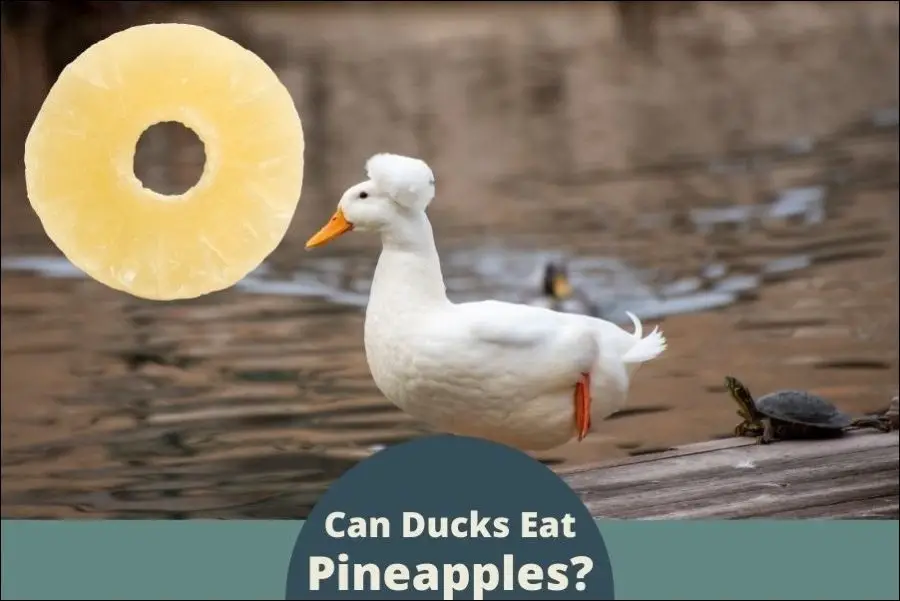 Can ducks eat pineapples?