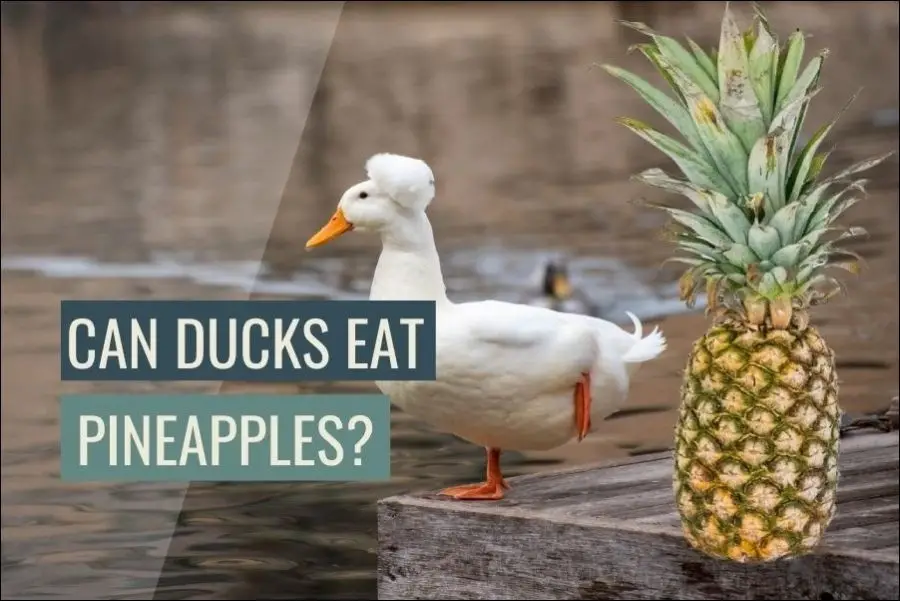Can Ducks Eat Pineapple?