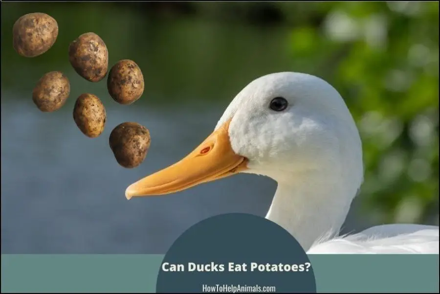 Can Ducks Eat Potatoes?