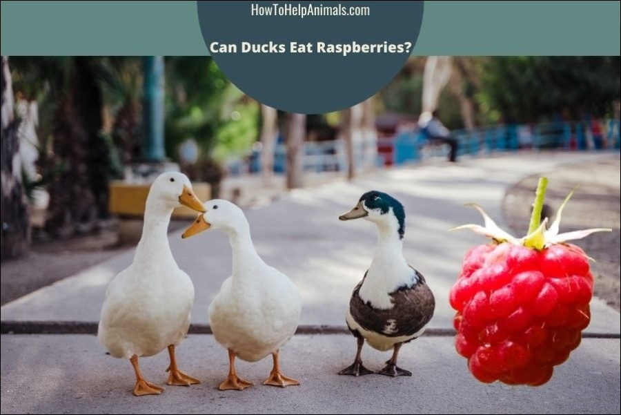 Can Ducks Eat Raspberries?