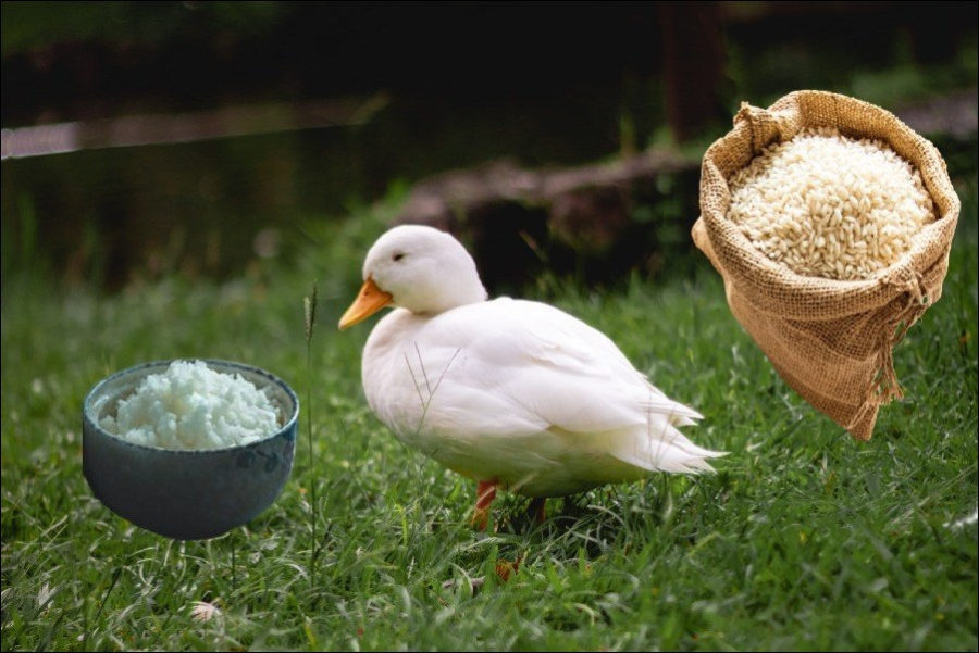 Can ducks eat rice?