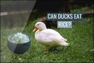 Can Ducks Eat Rice? (Really?) – HowToHelpAnimals.com