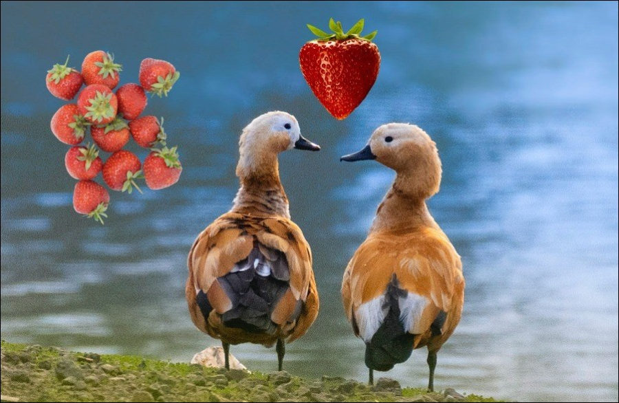 Can ducks eat strawberries?