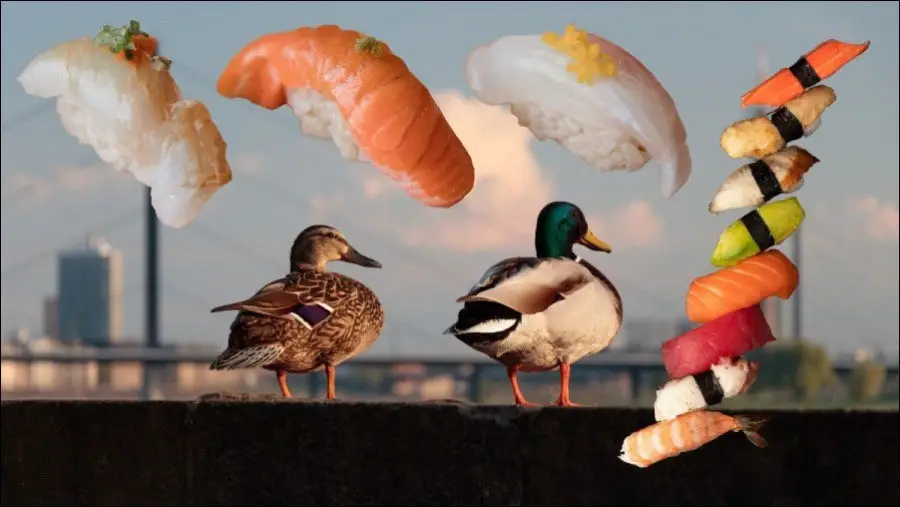 Can ducks eat sushi?