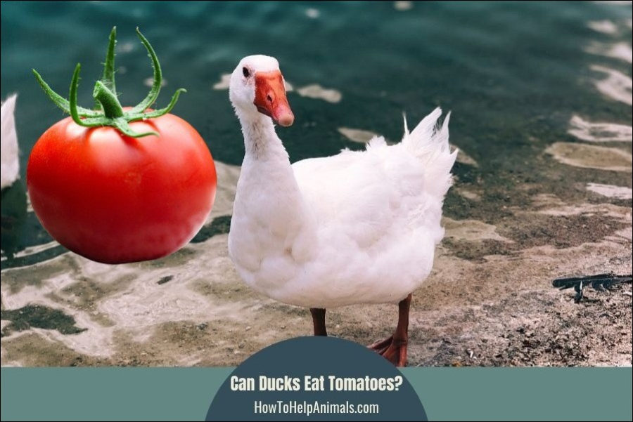 Can Ducks Eat Tomatoes?