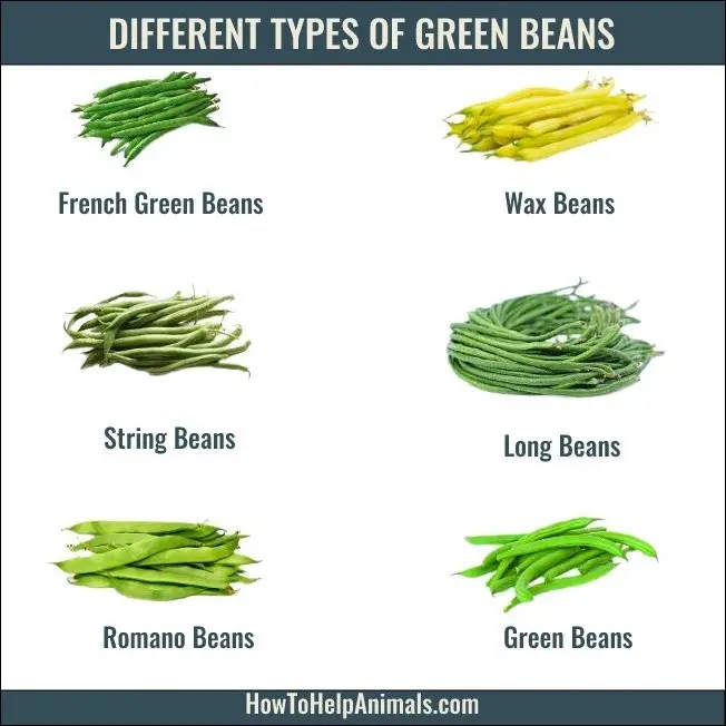Different types of green beans