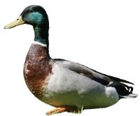 Can ducks eat cabbage?