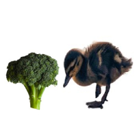 Can ducklings eat broccoli?
