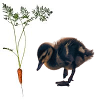 Can ducklings eat carrots?