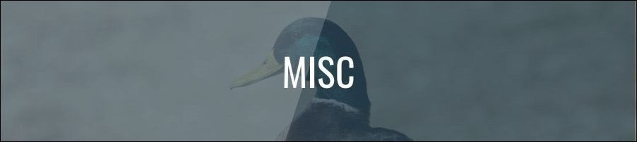 Can Ducks Eat Misc?