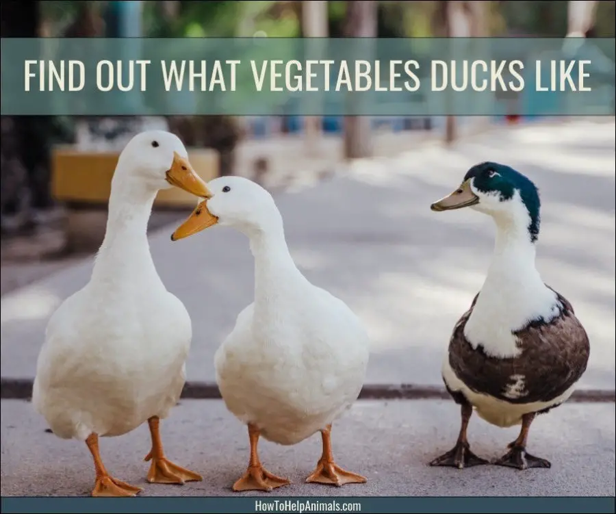 What vegetables can ducks eat?