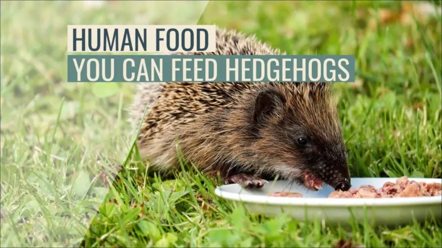 75+ What Human Foods Can And Can’t Hedgehogs Eat?