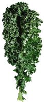 How do I store kale the best way?
