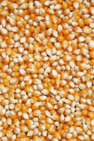 Can ducks eat popcorn kernels?