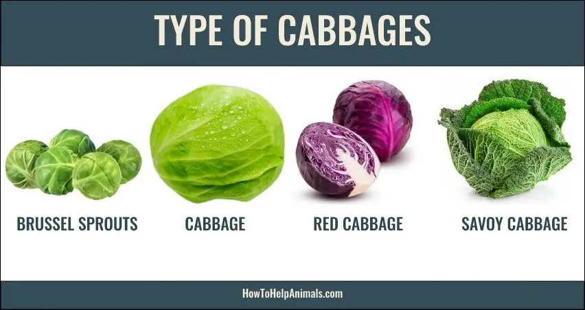 Types of cabbages