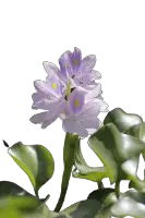 Can ducks eat Water hyacinth?