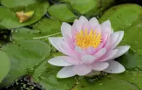 Can ducks eat Water lilies?