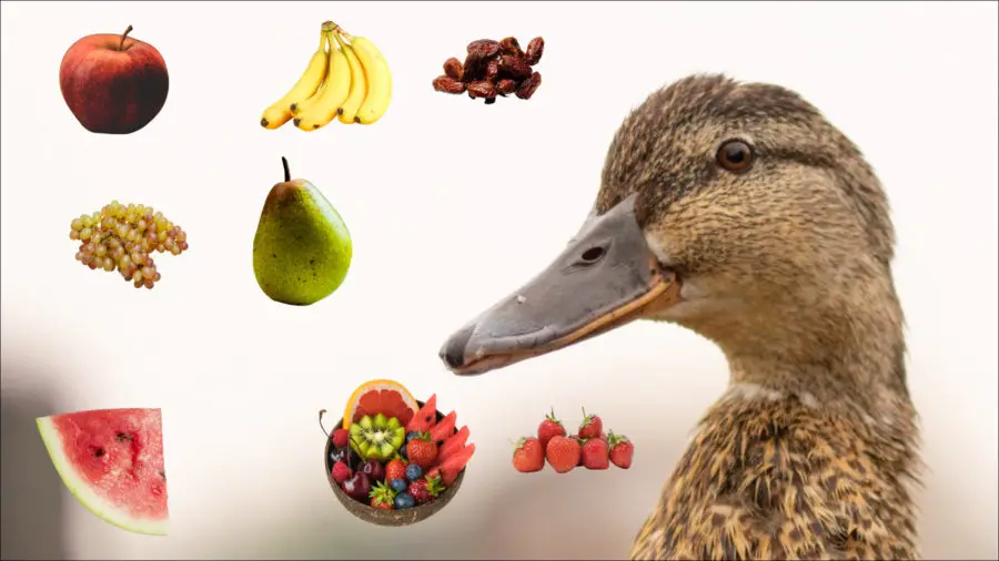 What Fruits Can And Can’t Ducks Eat?