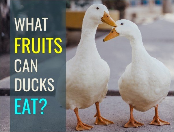 What Fruits Can Ducks Eat?