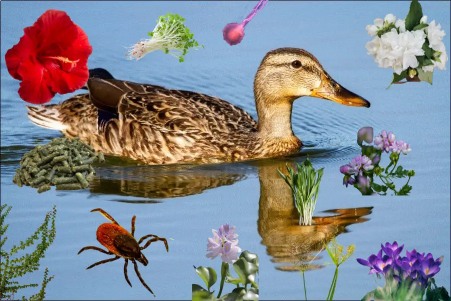 What Herbs Can And Can’t Ducks Eat?