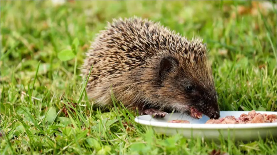 What Human Food Can Hedgehogs Eat?