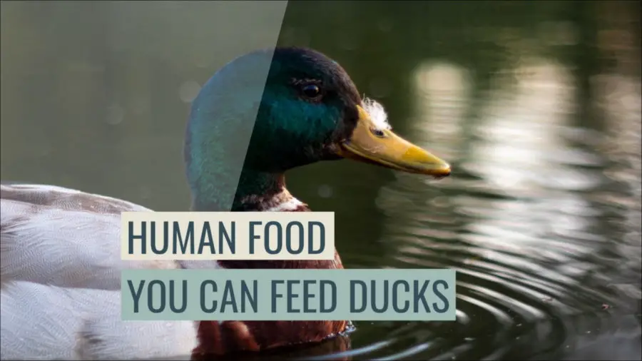 85+ What Human Food Can And Can’t Ducks Eat?