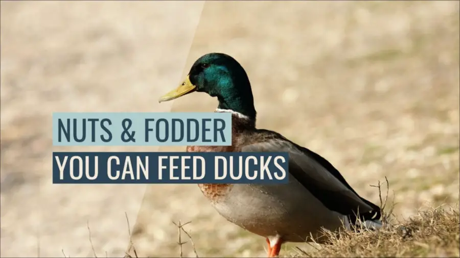 30+ What Nuts And Fodder Can And Can’t Ducks Eat?