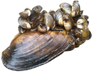 zebra mussels recipe