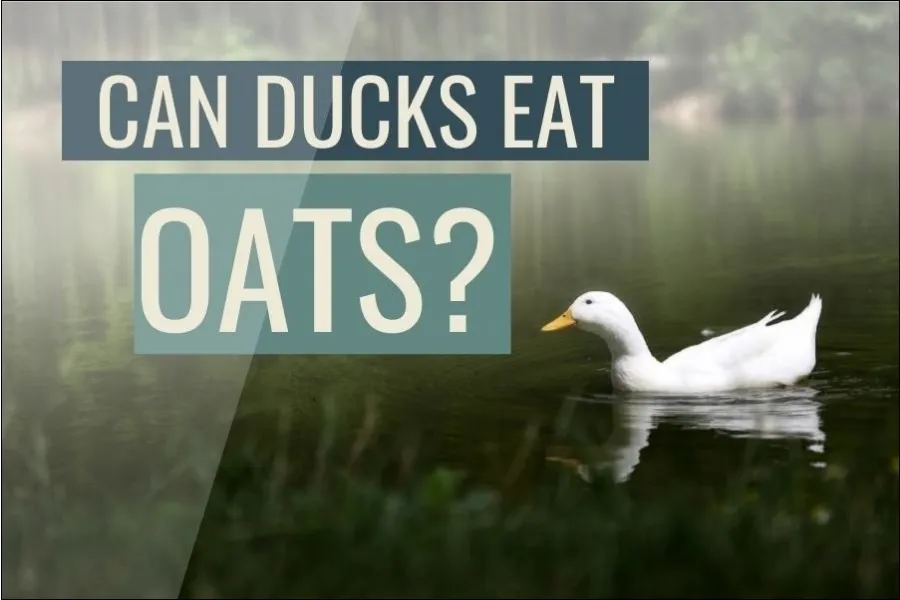 Can Ducks Eat Oats? (Answered)