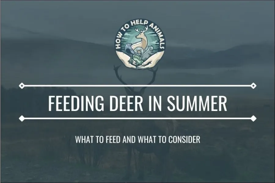 What To Feed Deer in Summer