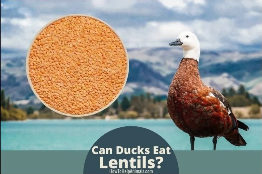Can Ducks Eat Lentils?