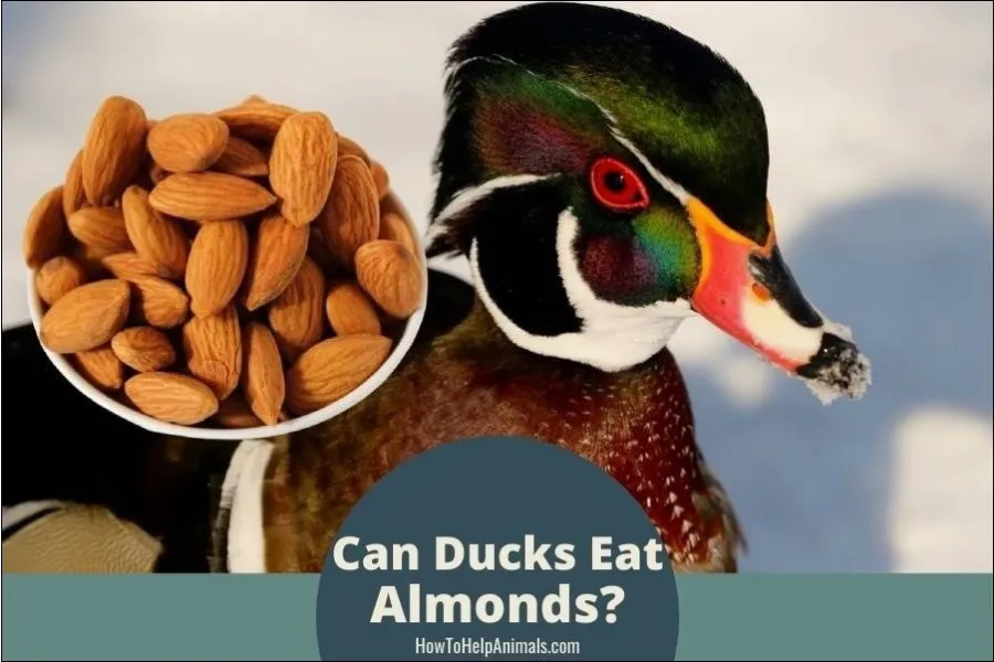 Can Ducks Eat Almonds?