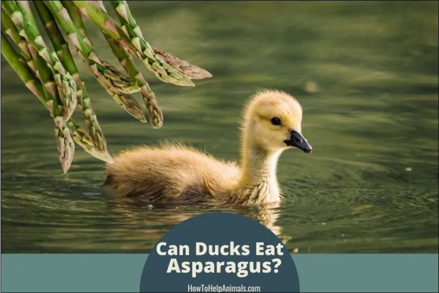 Can Ducks Eat Asparagus?