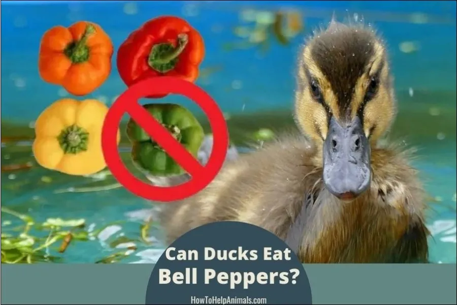 Can Ducks Eat Bell Peppers?