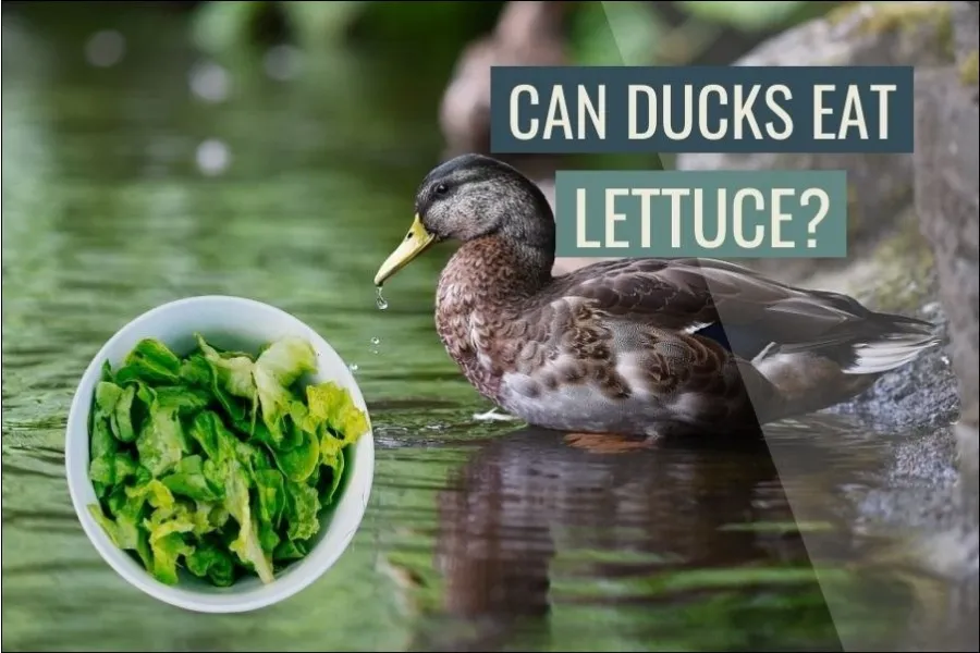Can Ducks Eat Lettuce?