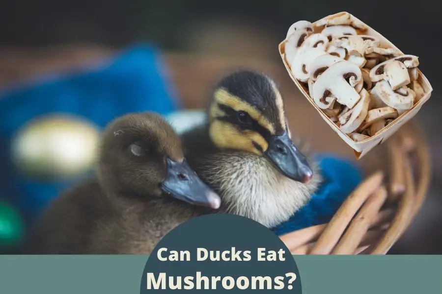 Can Ducks Eat Mushrooms?