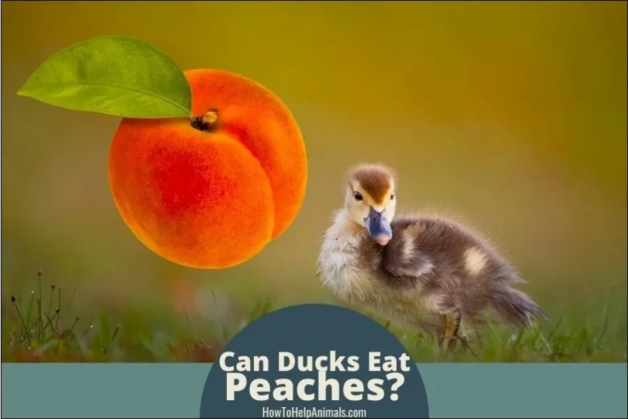Can Ducks Eat Peaches?