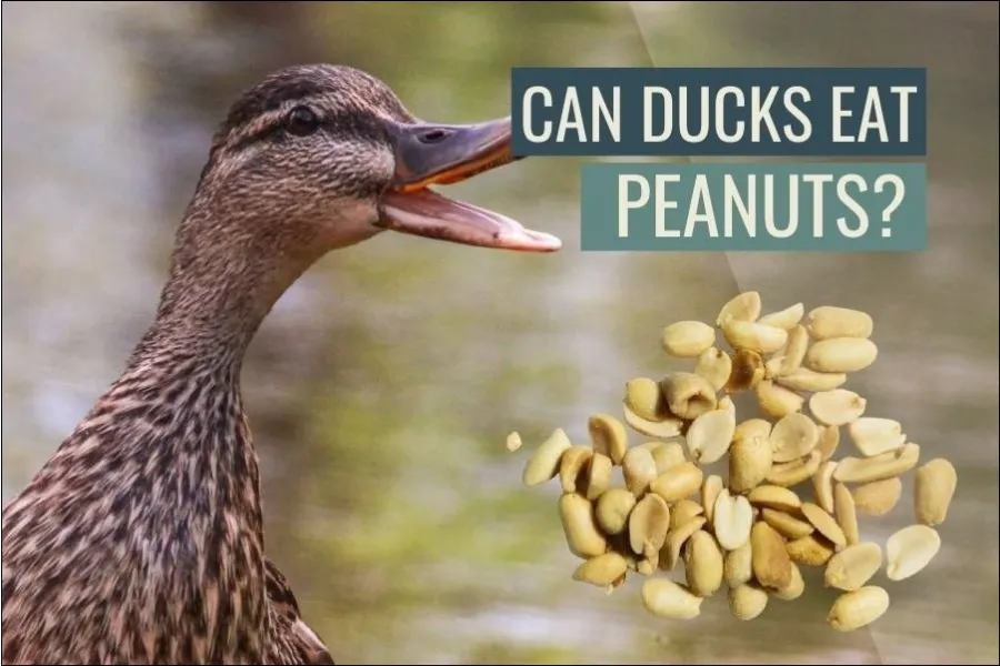 Can Ducks Eat Peanuts? Guide]